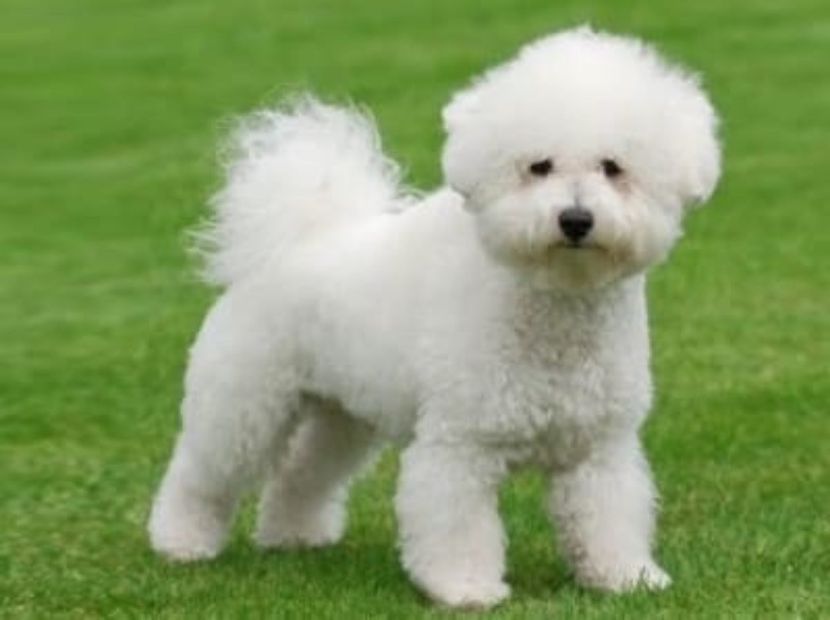 Болонка Бишон фризе