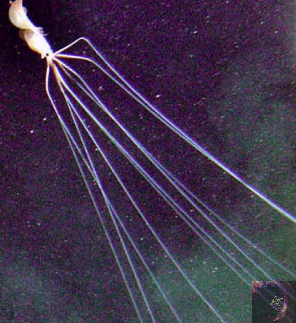 Кальмар Bigfin