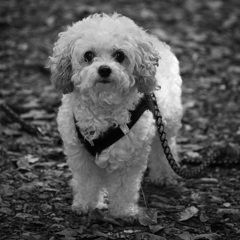 Кудрявая болонка Бишон черный