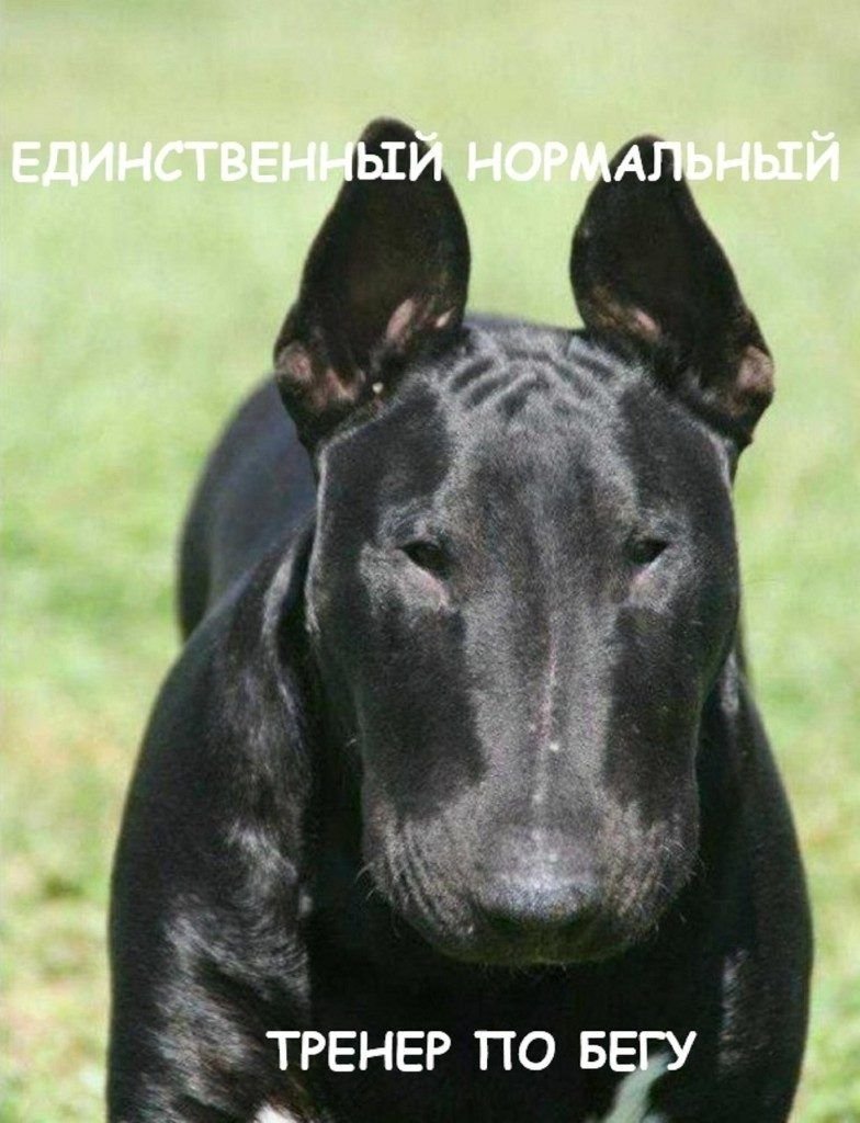 Мини бультерьер черный