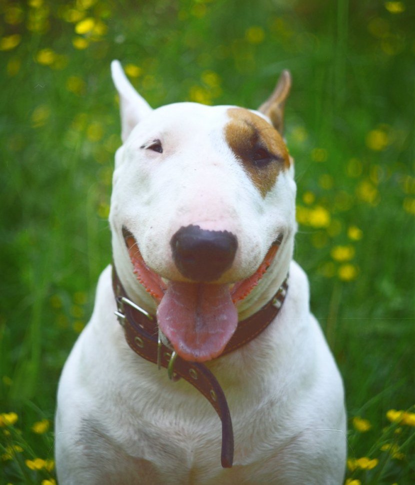 Бойцовский бультерьер