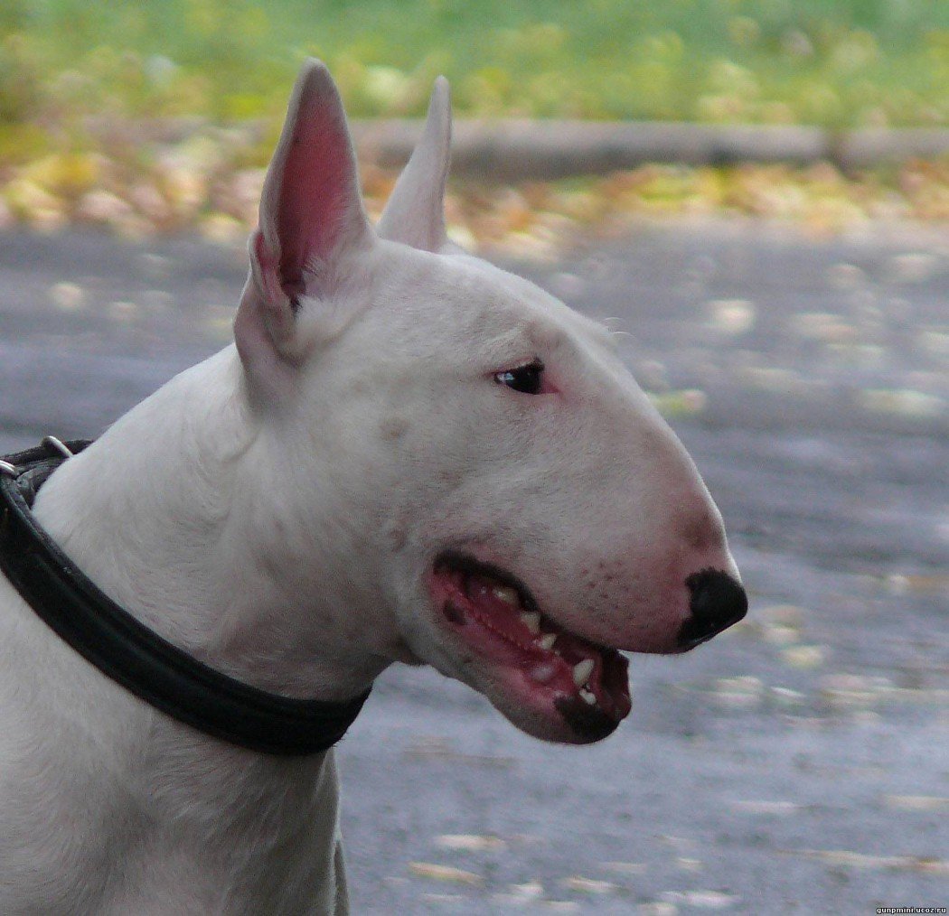 Бультерьер некупированный