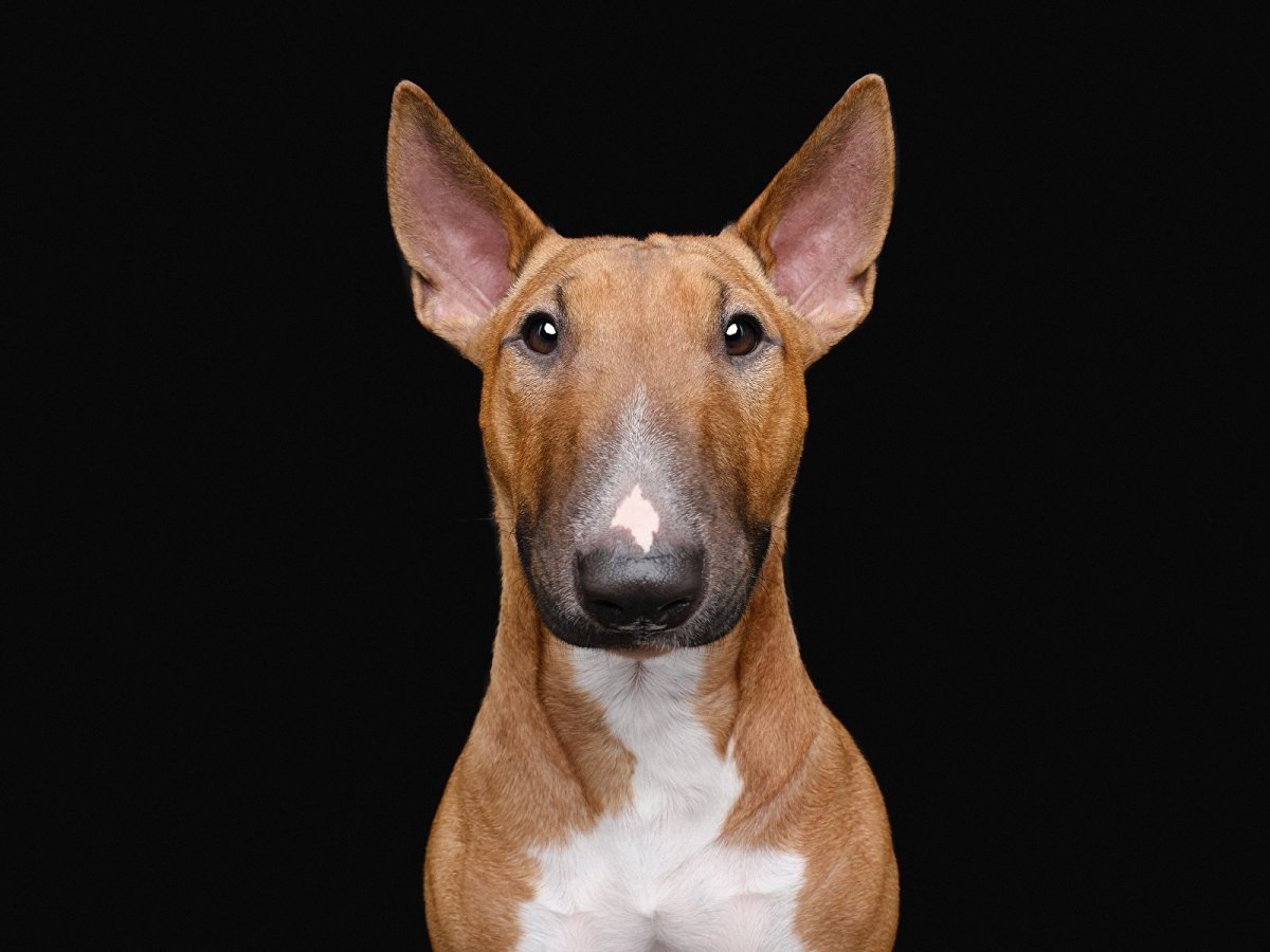 Бультерьер собака