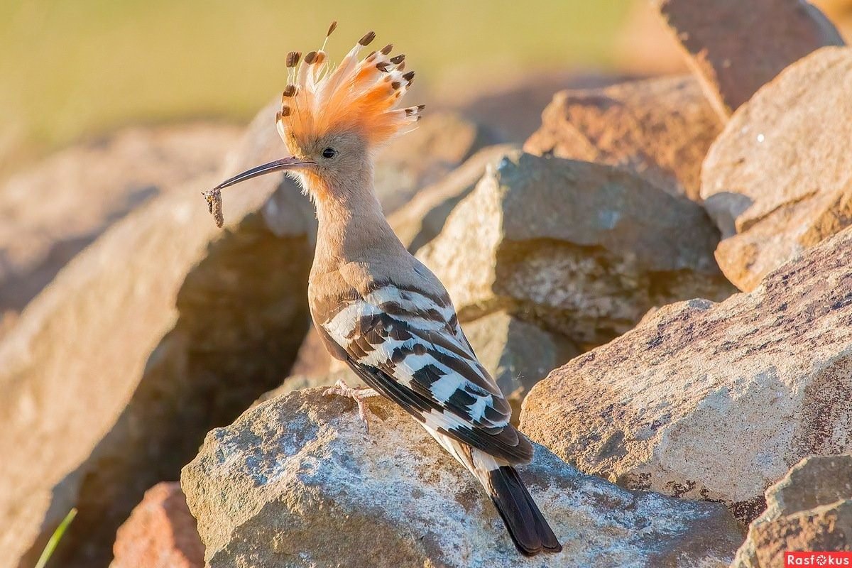 Синеголовый Удод