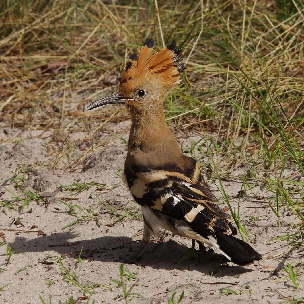 Удод Степной дятел