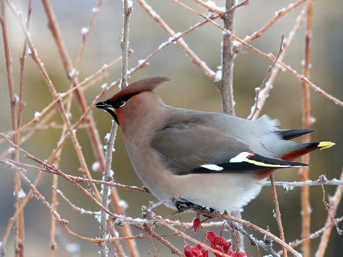 Сорокопут свиристель