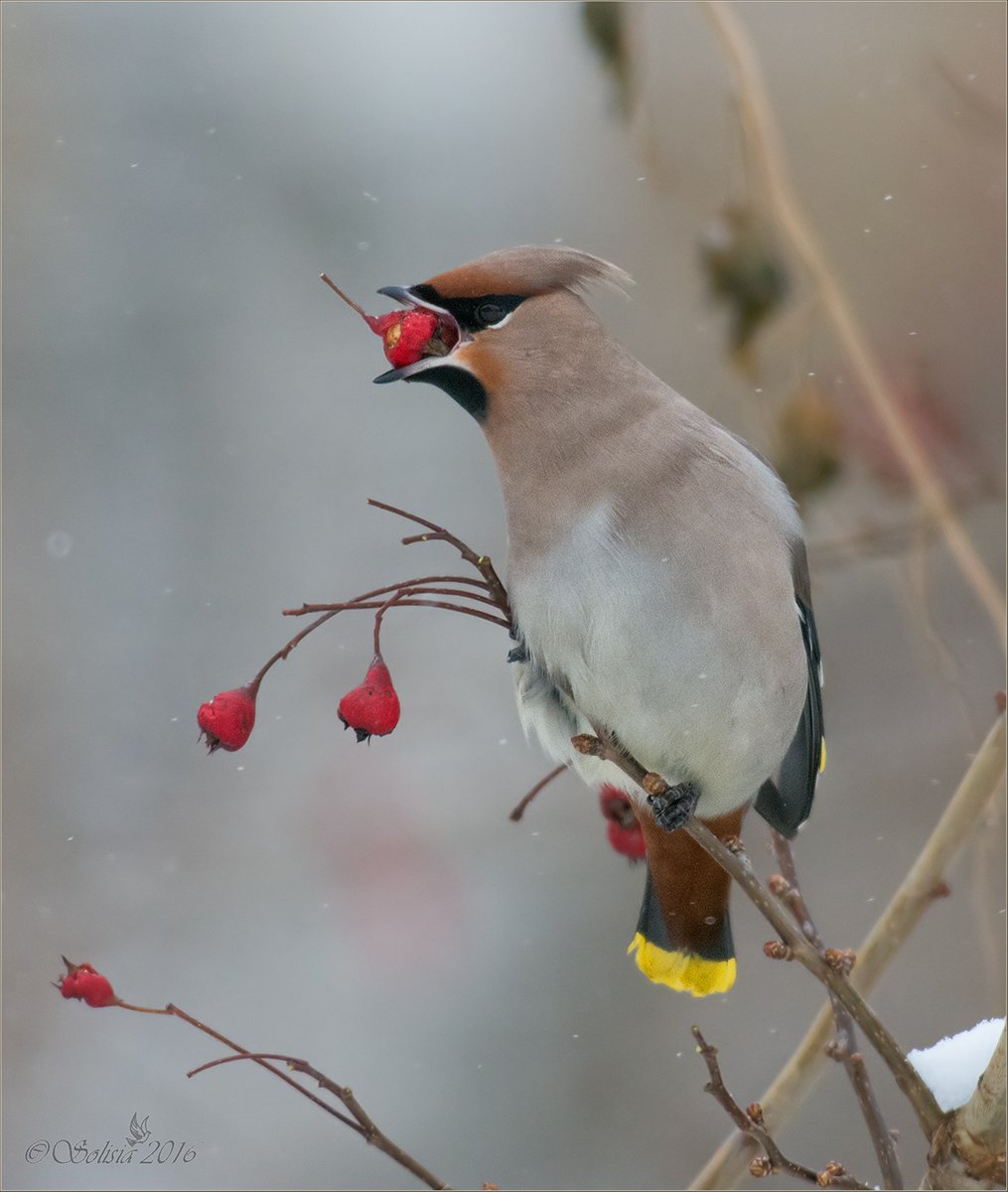 Дрозд свиристель Крымский