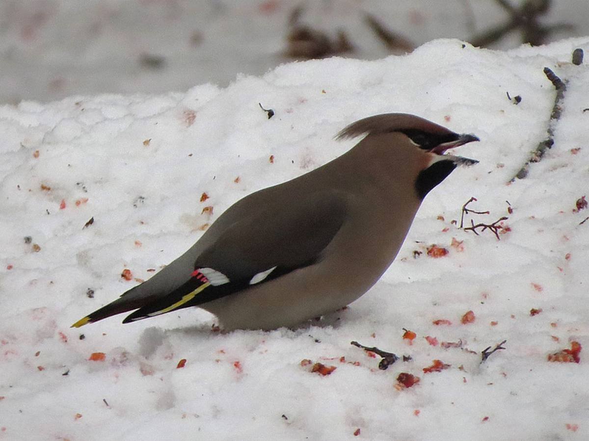 Хохлатая свиристель