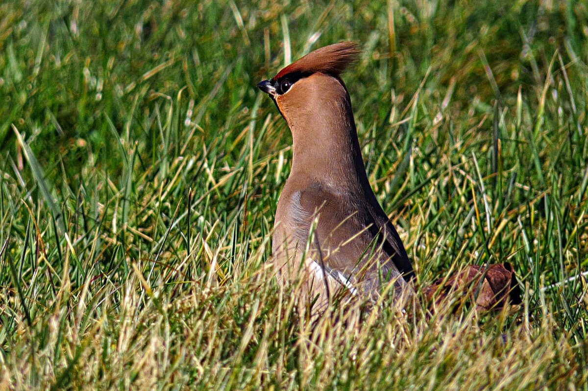 Сибирская птичка с хохолком