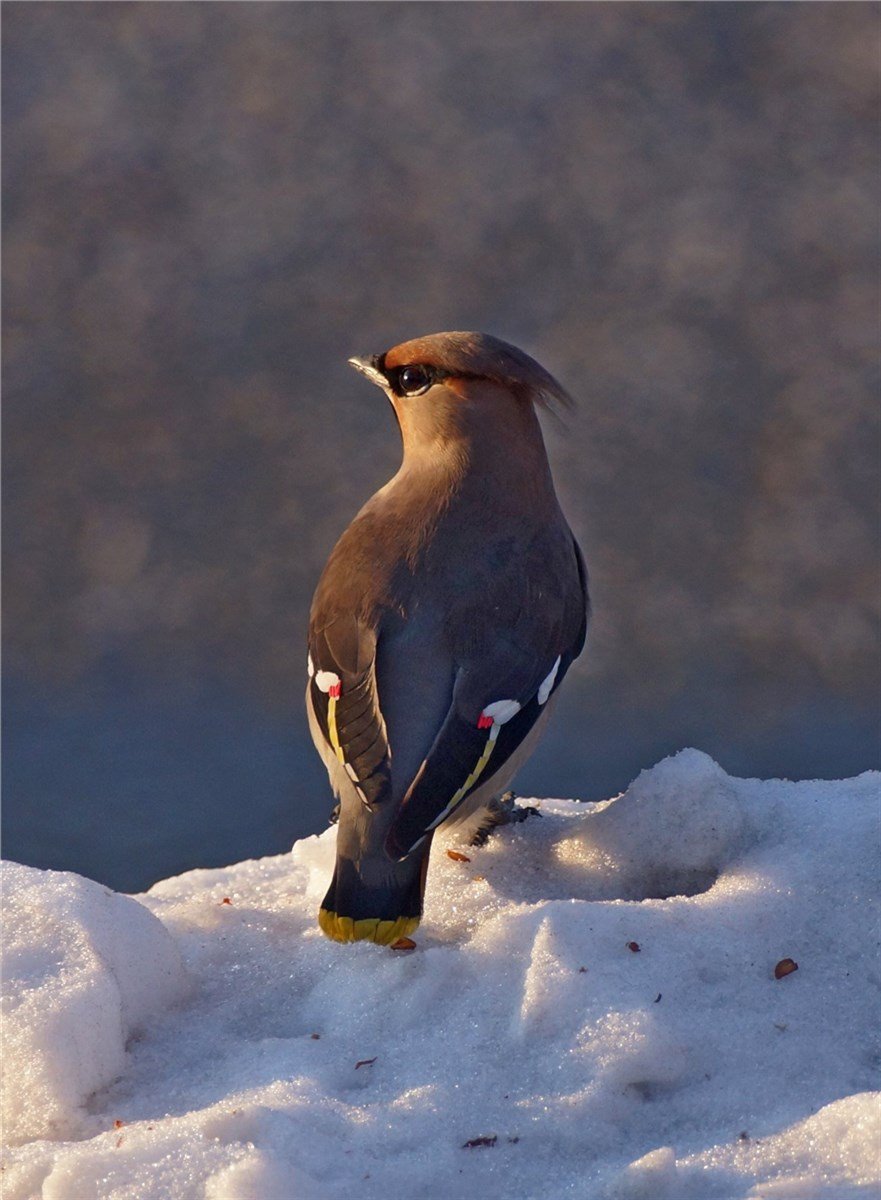 Птицы Забайкальского края с хохолком