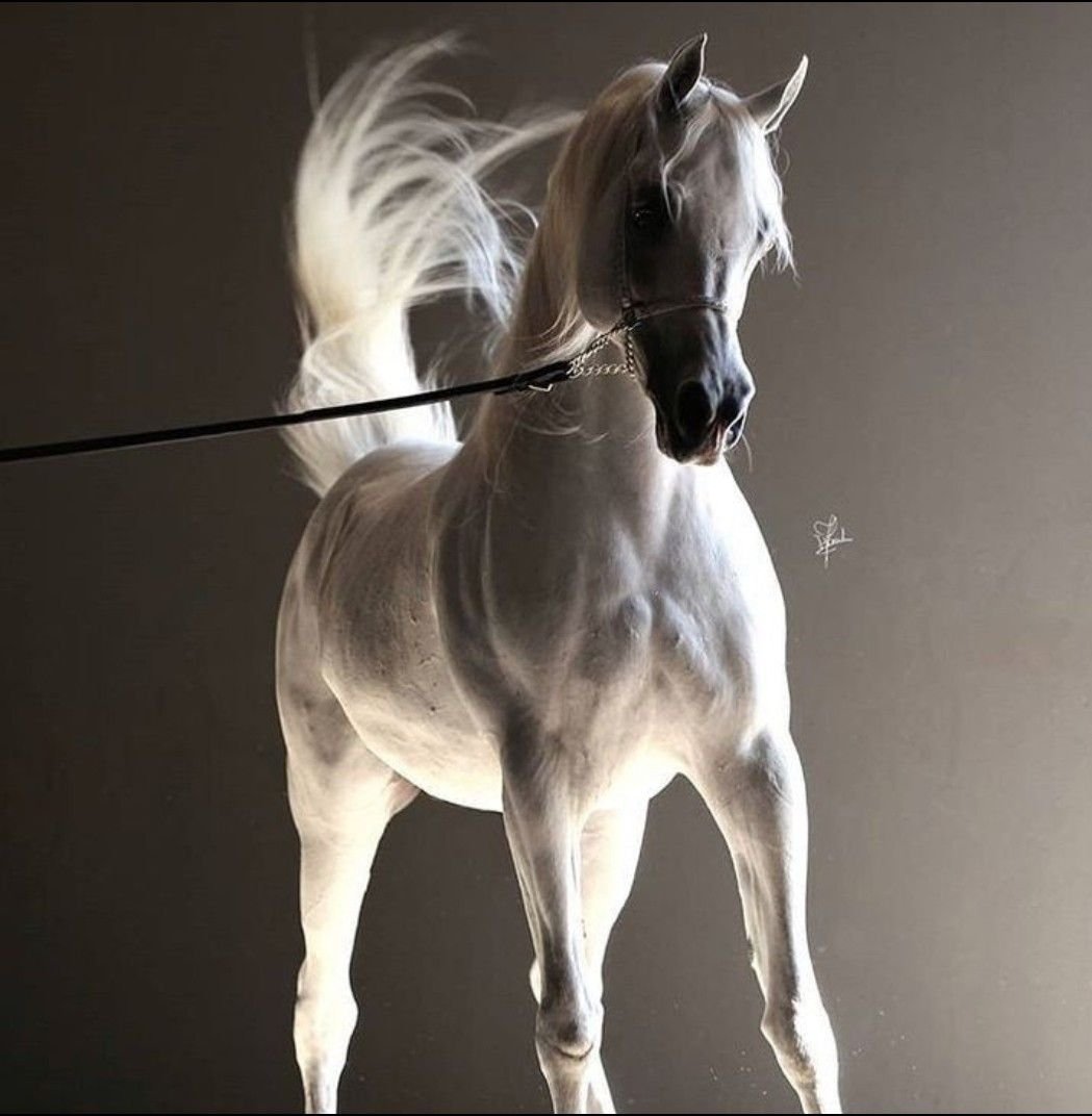 Лошади породы арабская чистокровная