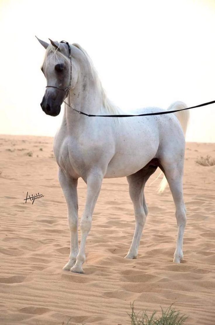 Арабская чистокровная лошадь