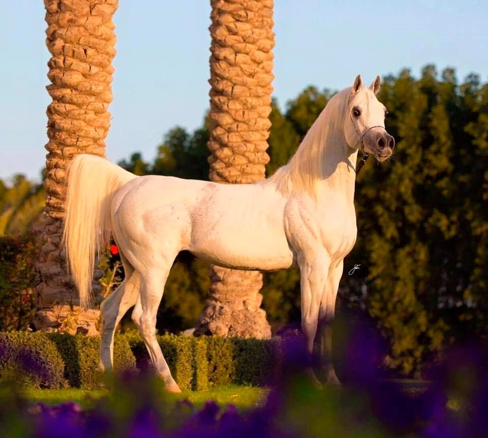 Марвари изабелловой масти