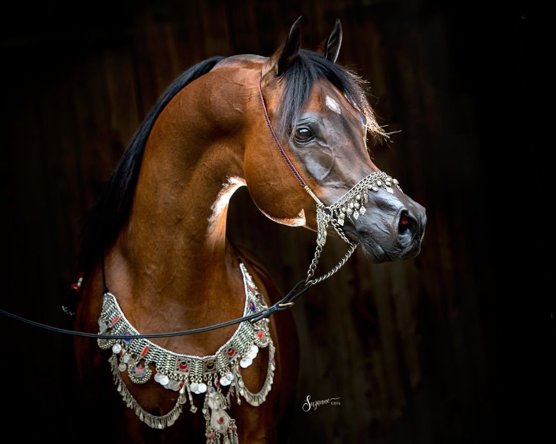 Быстренько арабскую лошадь