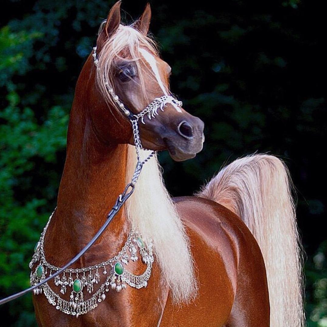 Арабская чистокровная лошадь