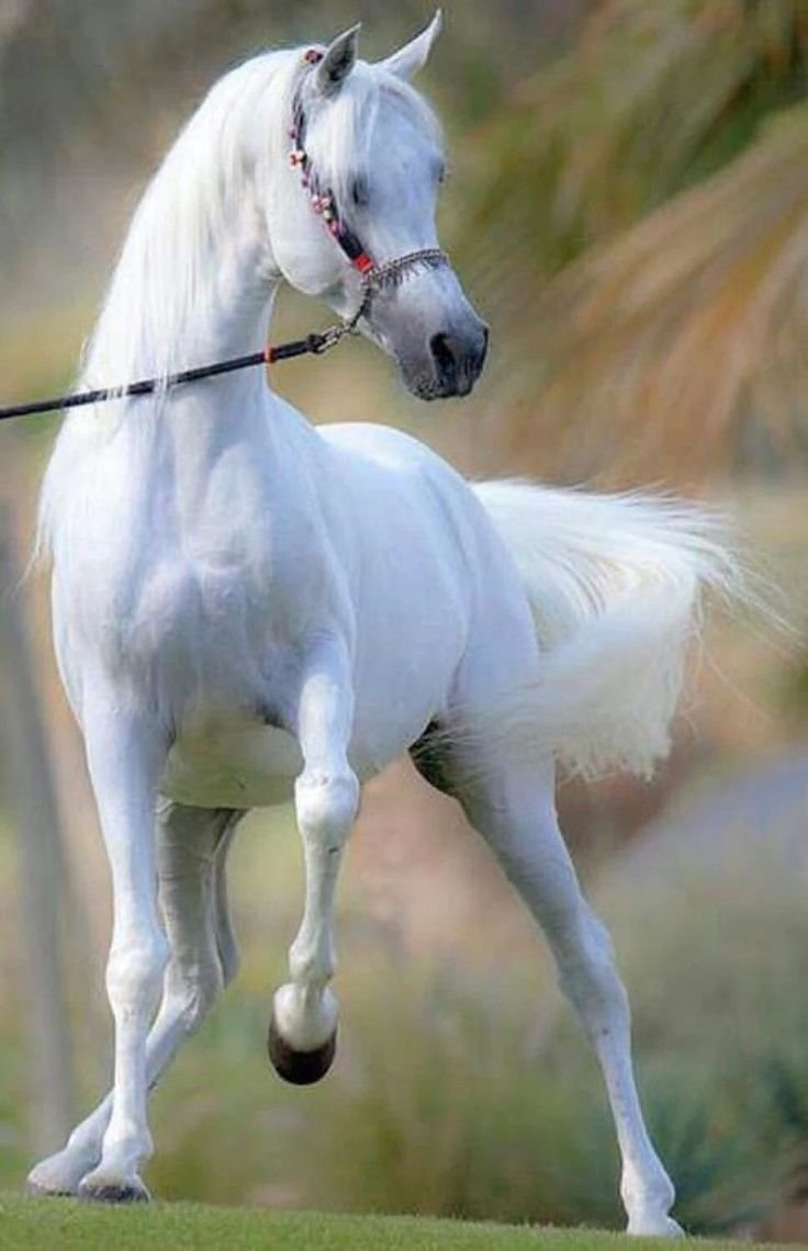 Арабская порода сиглави