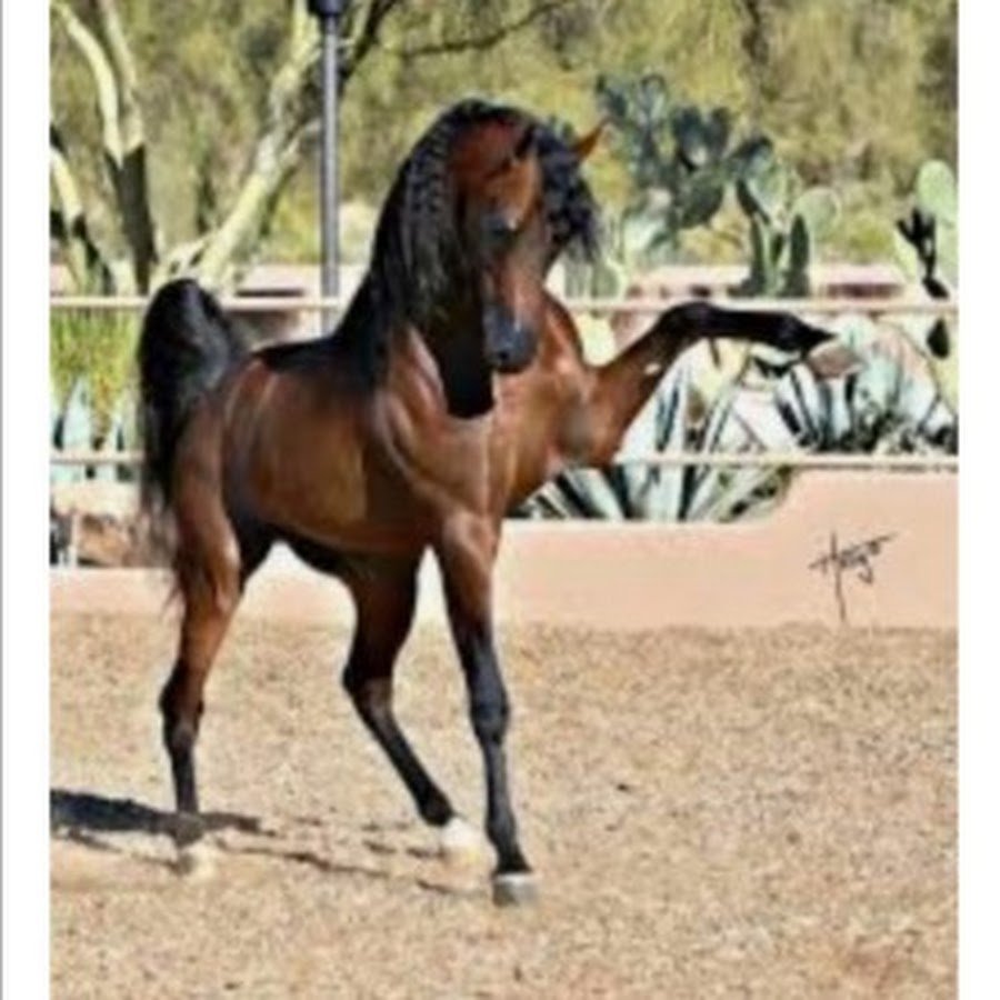 Испано арабская лошадь