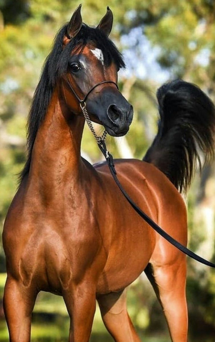 Арабская лошадь (арабская чистокровная лошадь)