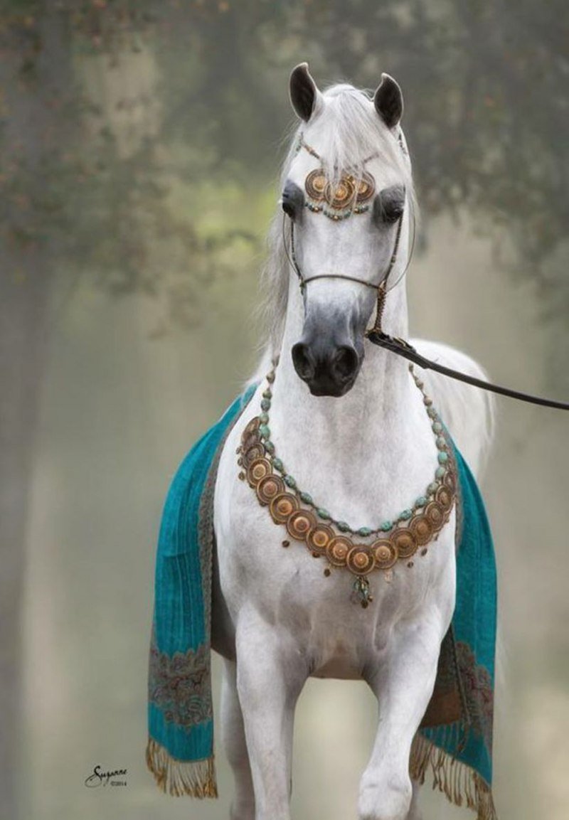 Арабская порода лошадей сиглави