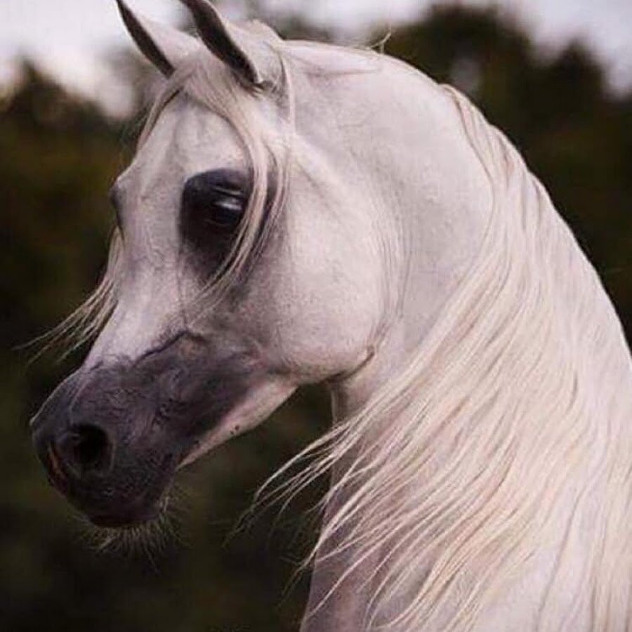 Арабская чистокровная лошадь