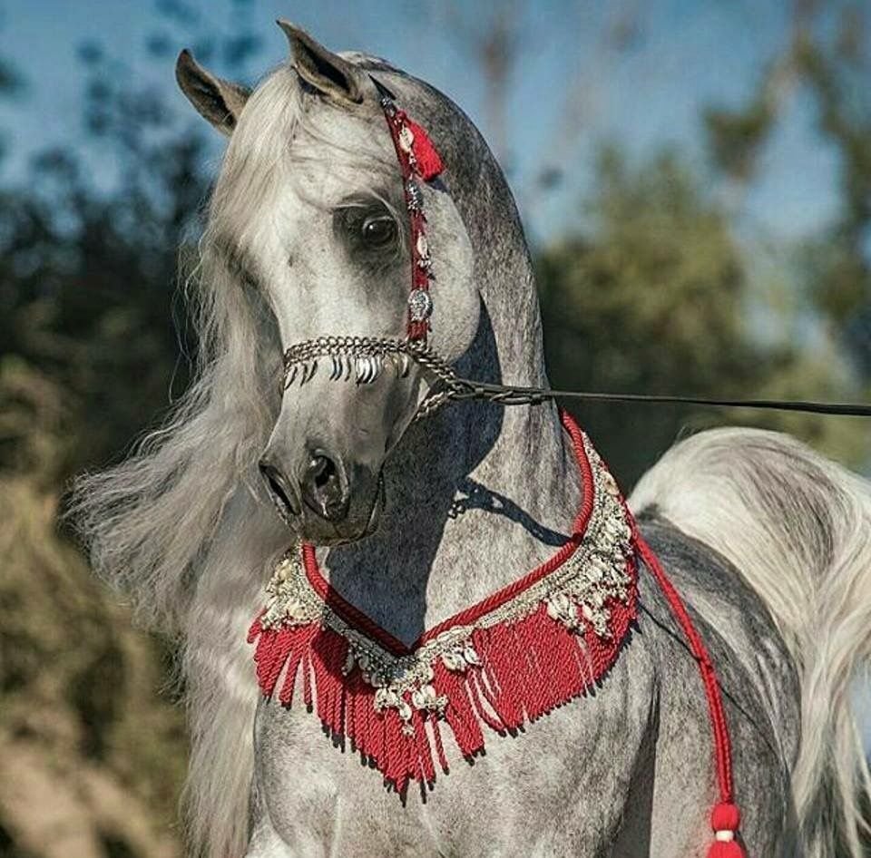 Верховая арабская лошадь Дахман