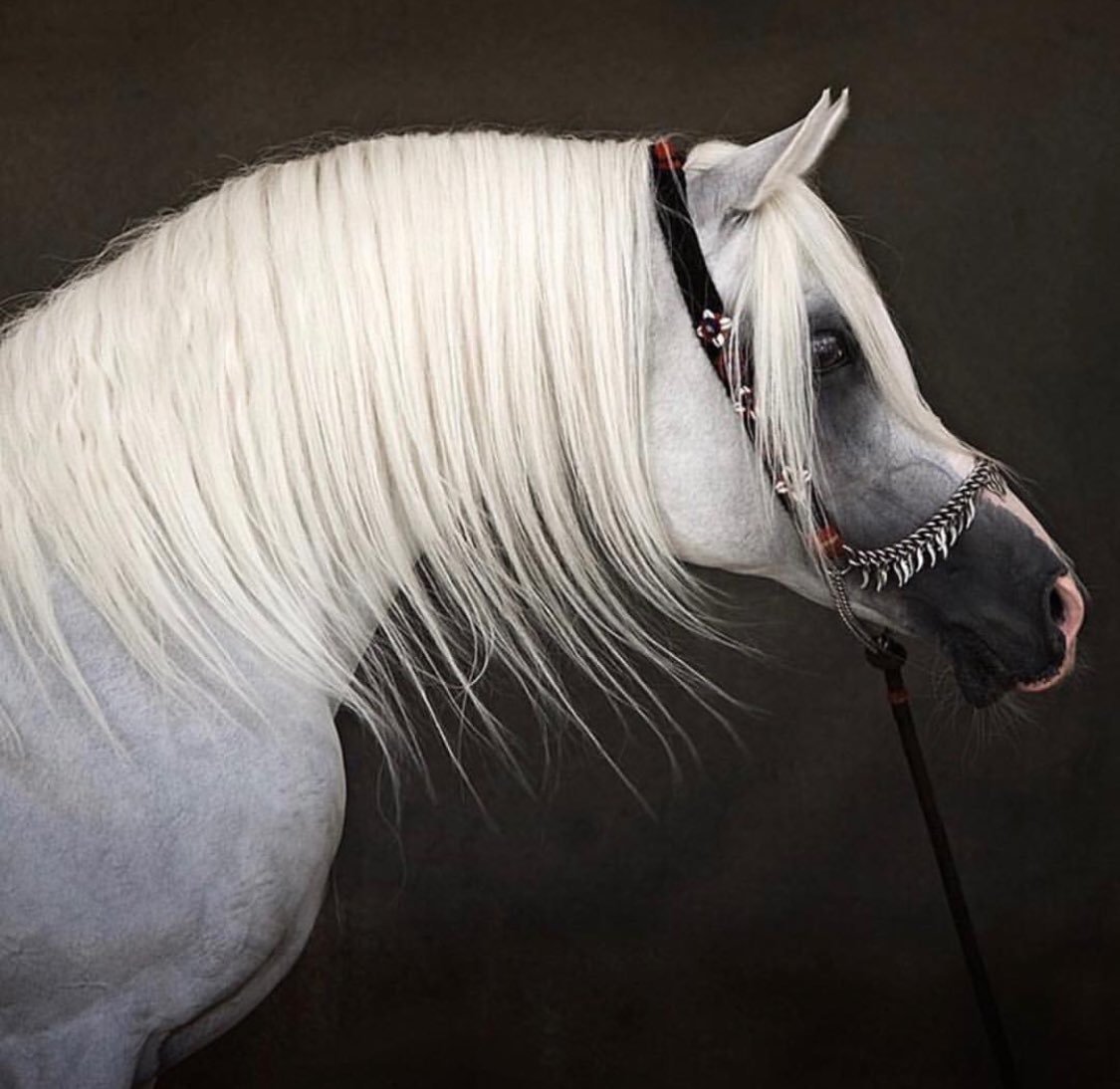 Арабская чистокровная лошадь