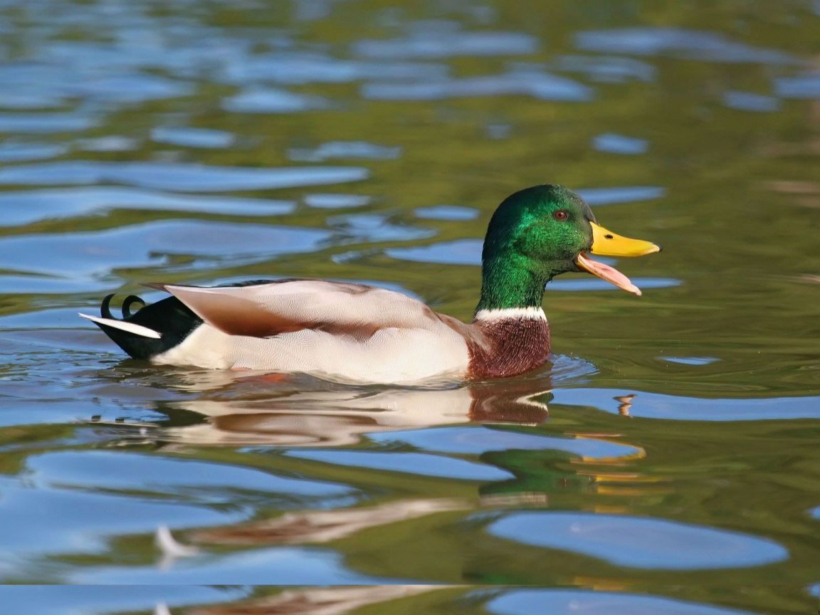 Кряква зеленая