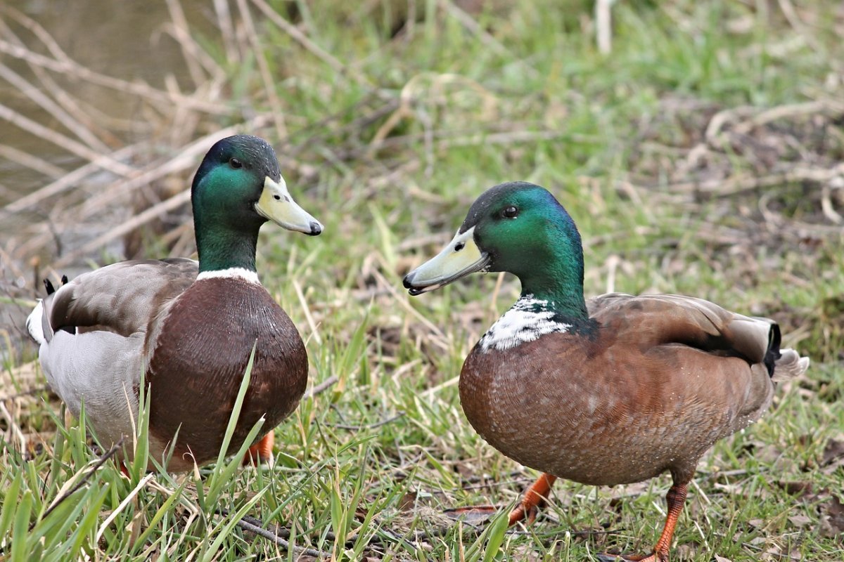Каюга (порода уток)