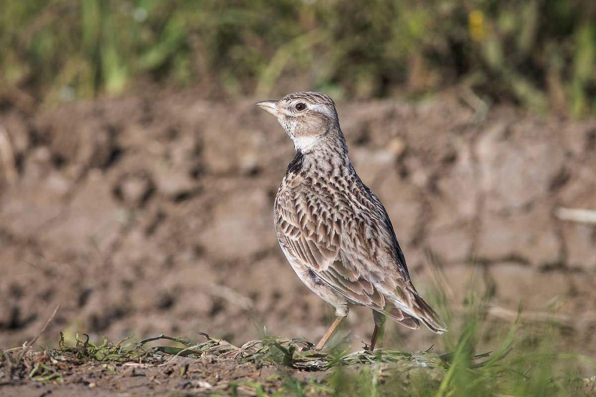 Степные птицы Крыма