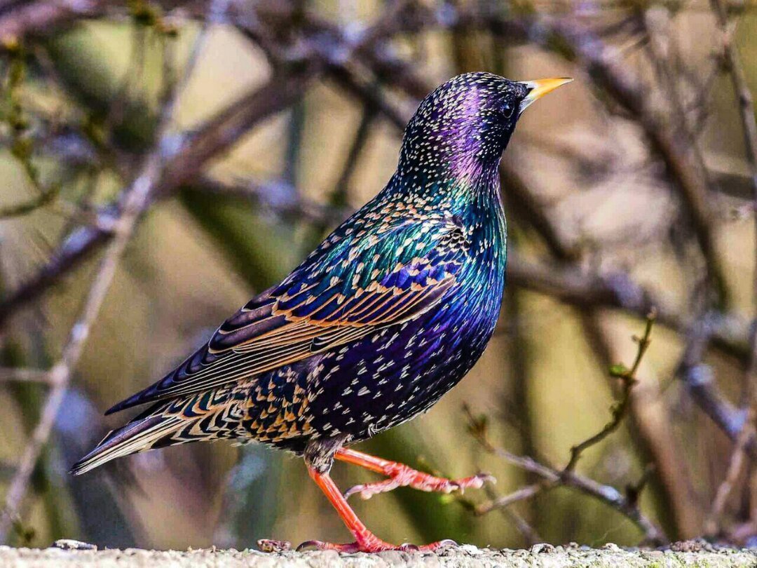 Дрозд обыкновенный скворец