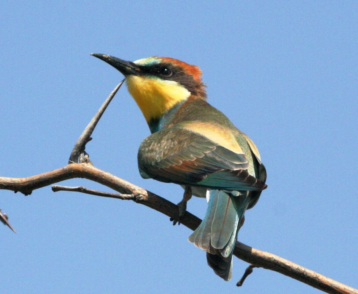 Черноголовая щурка