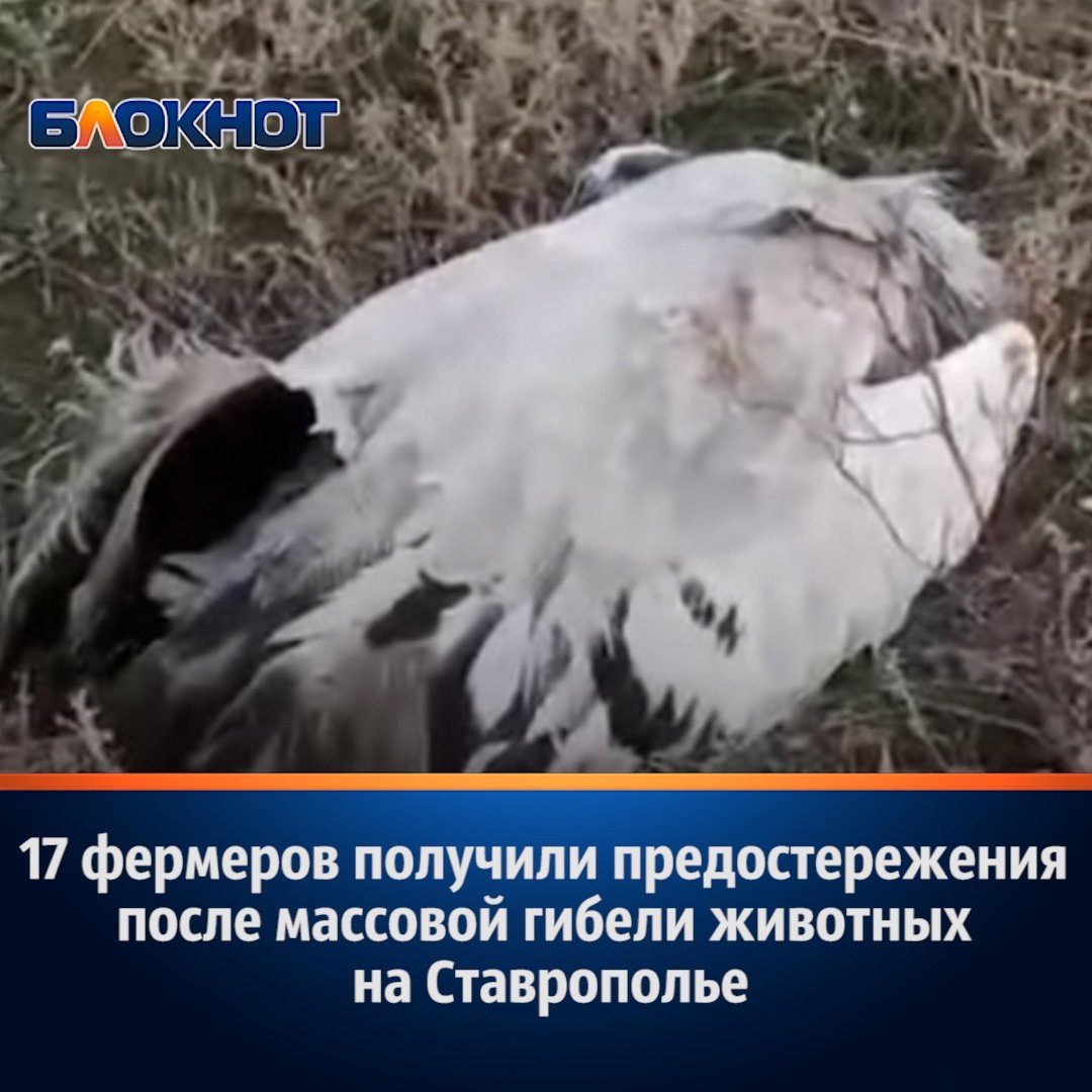 Гибель животных на Ставрополье