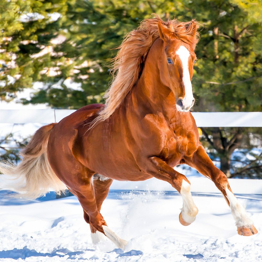 Рыжая лошадь