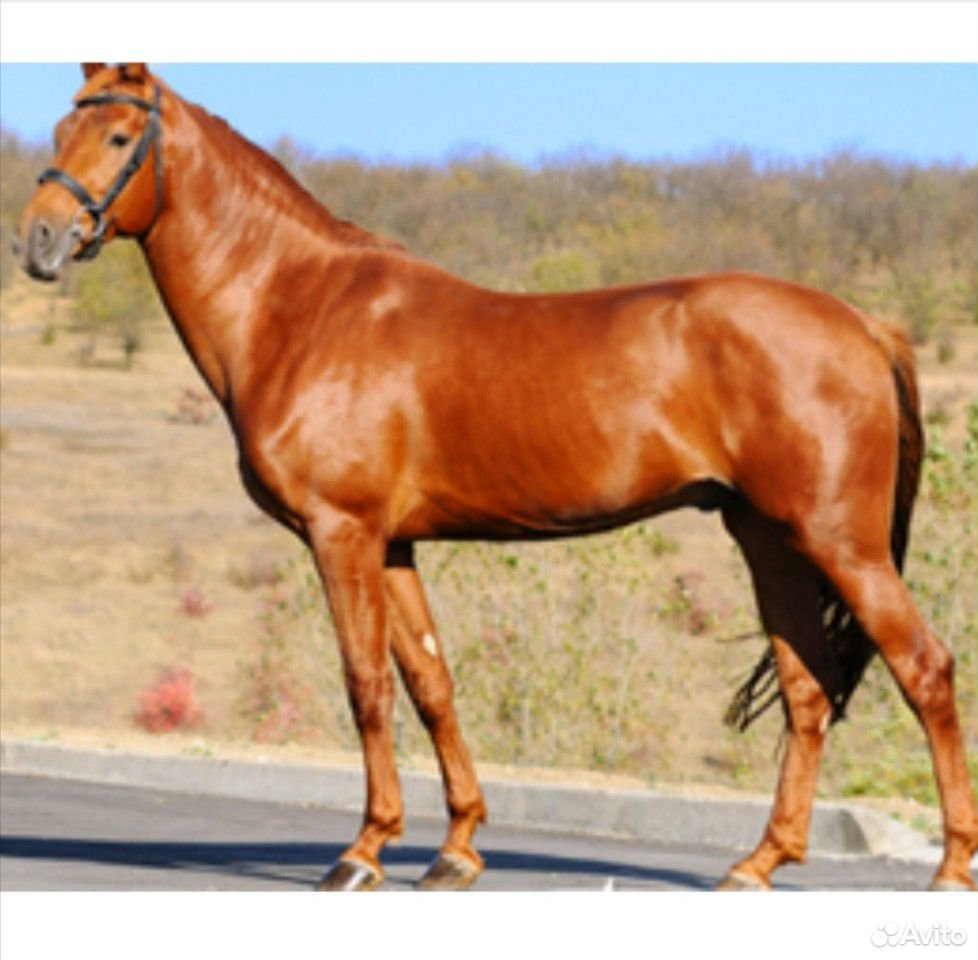 Рыжая масть лошади