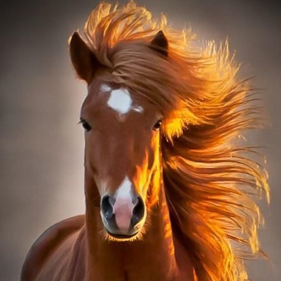 Грива лошади