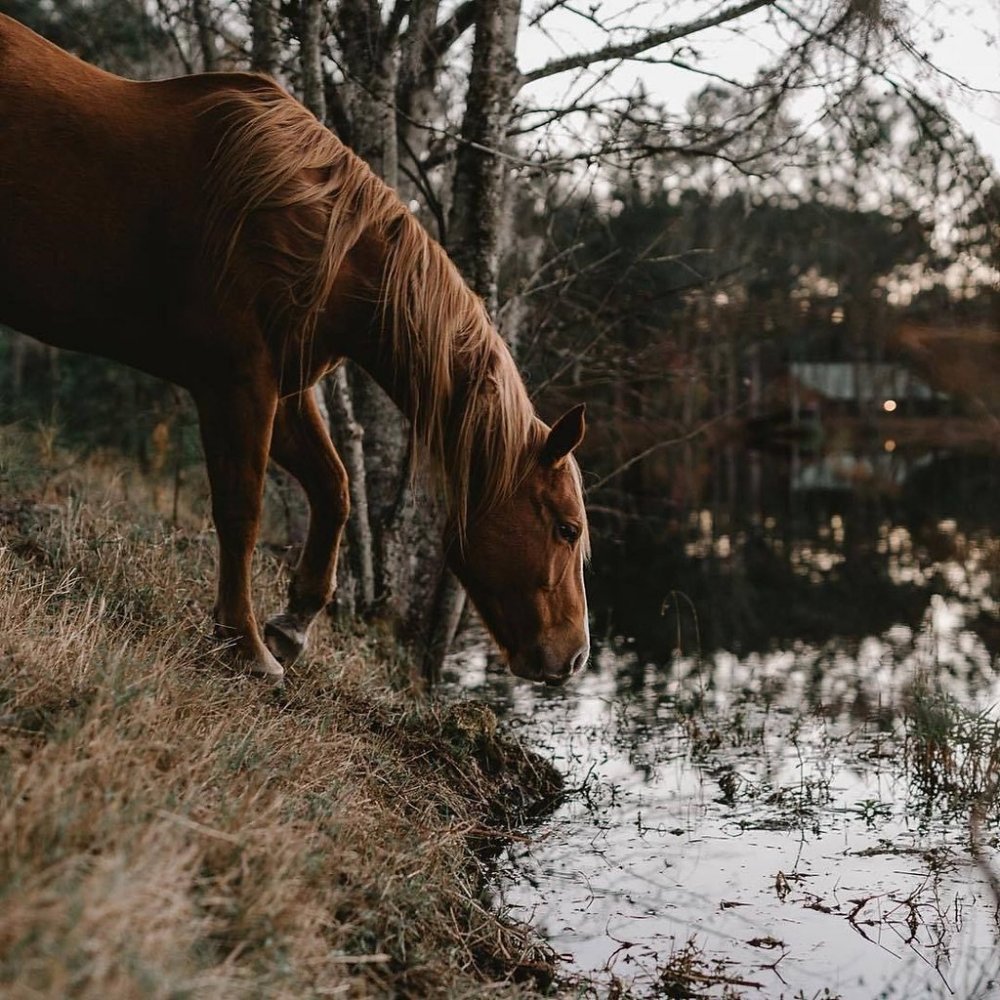 Гнедая лошадь Эстетика