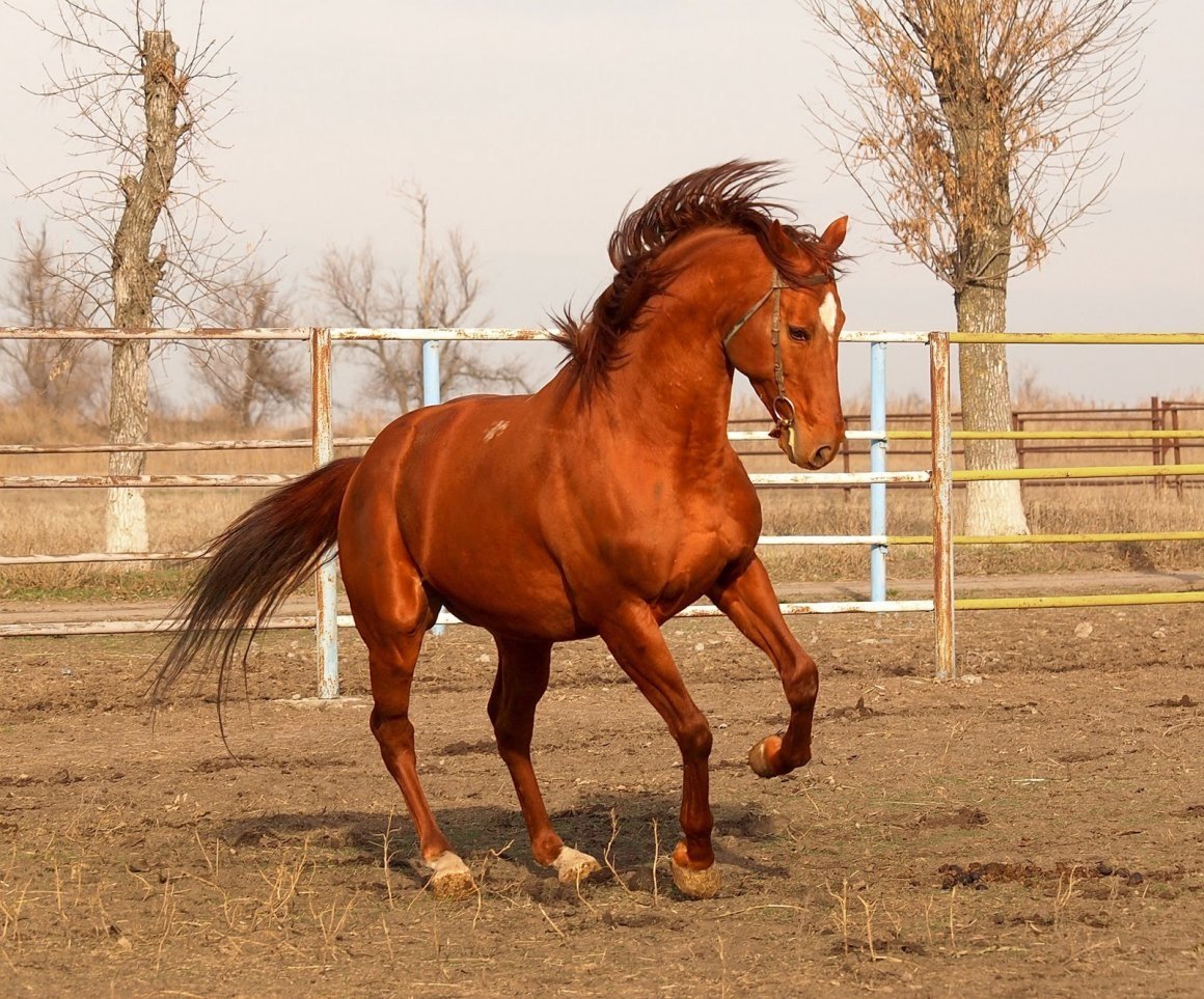 Буденовская порода лошадей