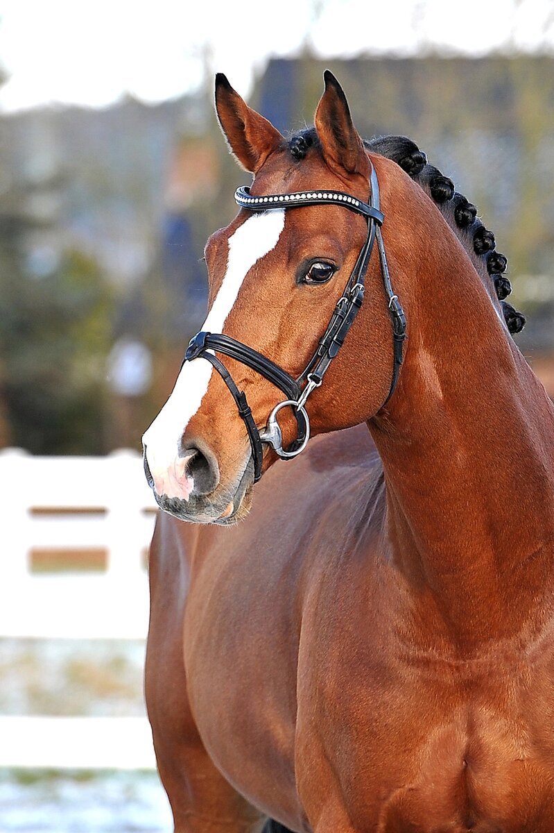 Рыжая лошадь