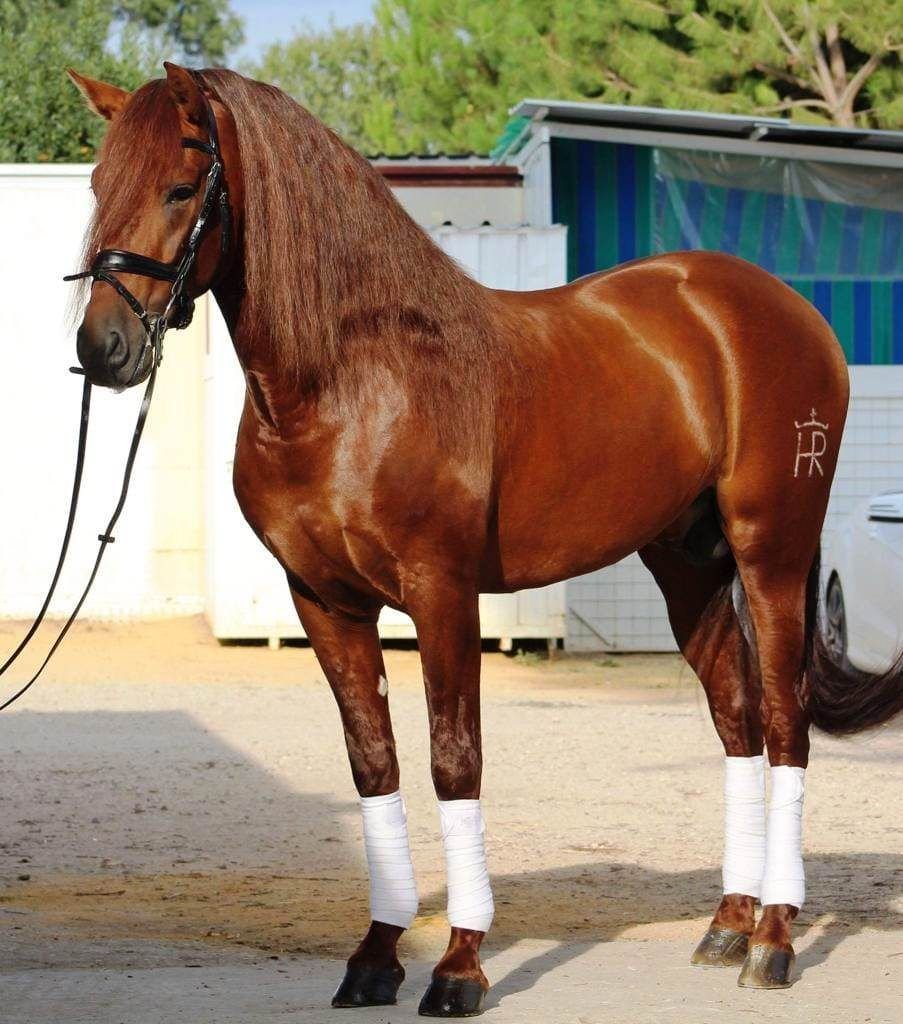 Андалузская лошадь Соловая