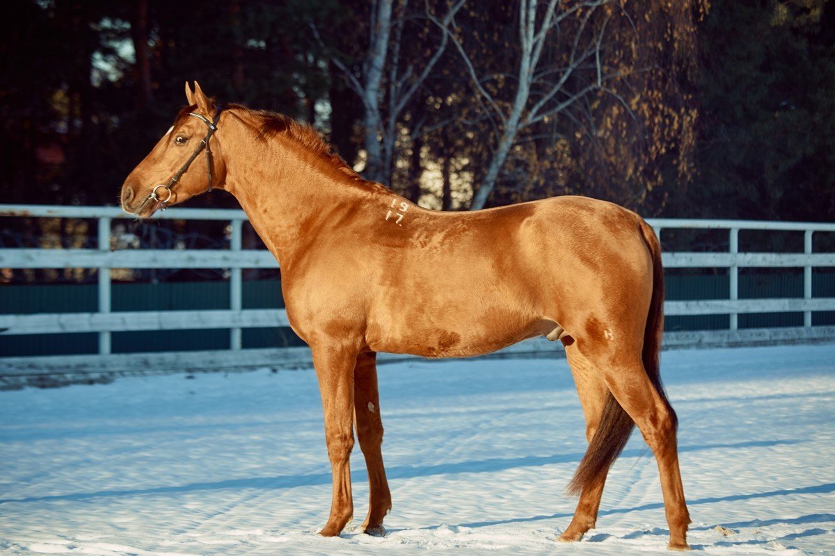 Буденновская порода лошадей