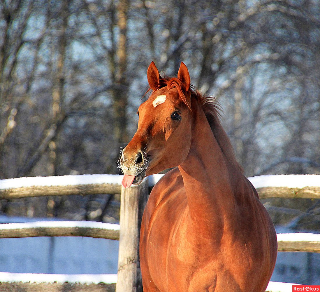 Лошадь рыжеватой масти