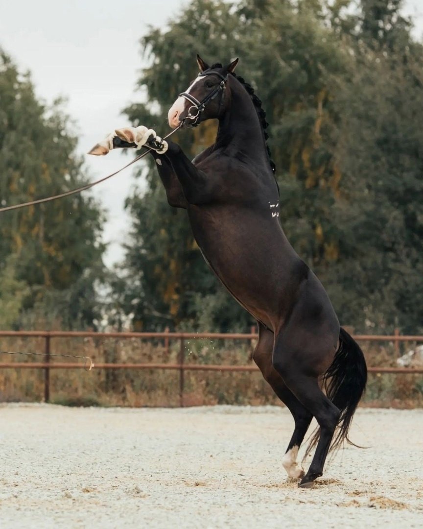 Конь Империал Стар