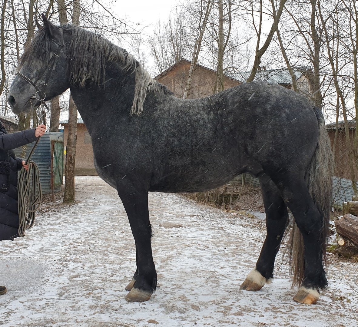 Тяжеловоз Першерон