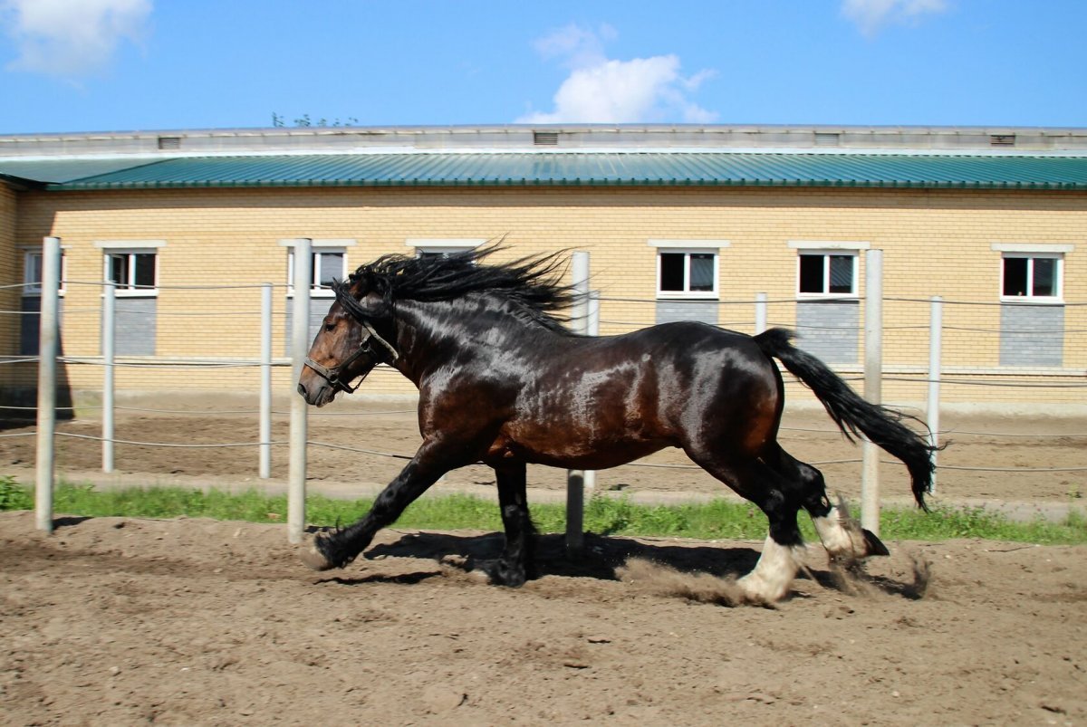 Владимирский тяжеловоз гнедой