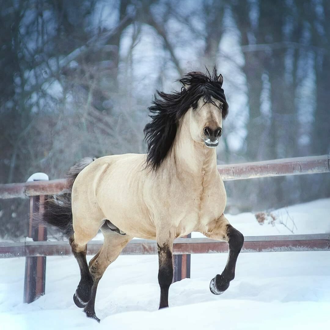 Орловский рысак белый