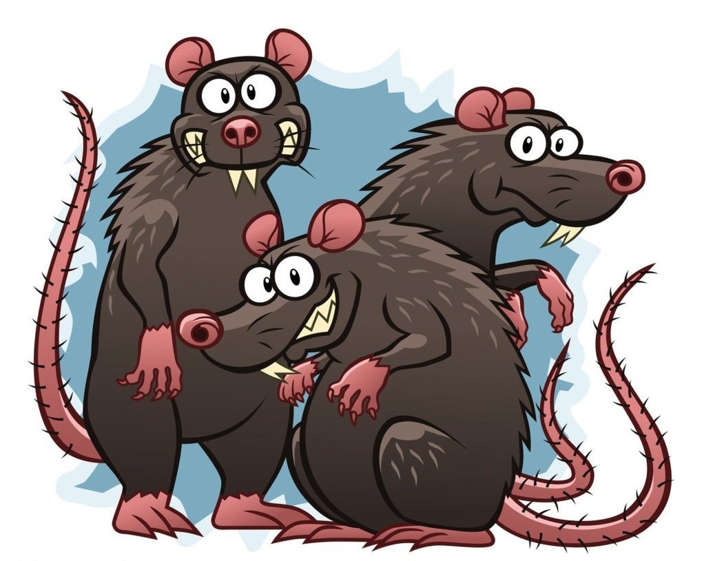 Три крысы смешные