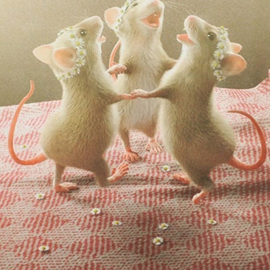 Три крыски подружки