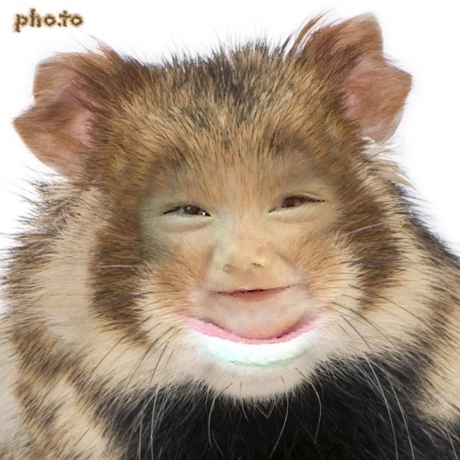 Лицо хомяка