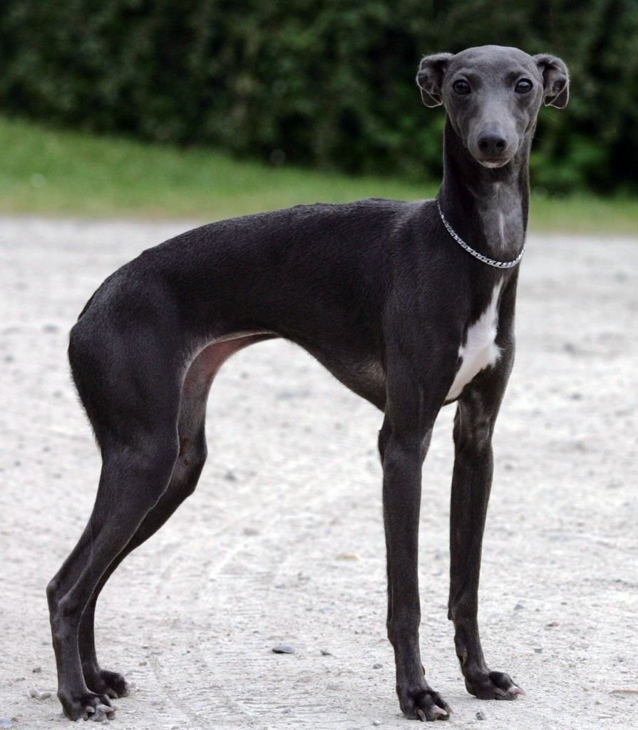 Гончая Левретка Левретка борзая
