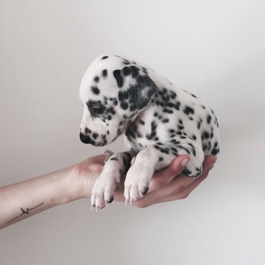 Карликовый далматинец